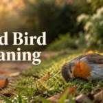 dead-bird-meaning
