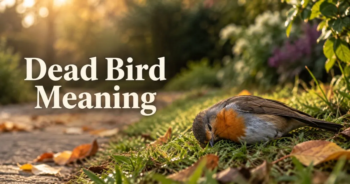 dead-bird-meaning